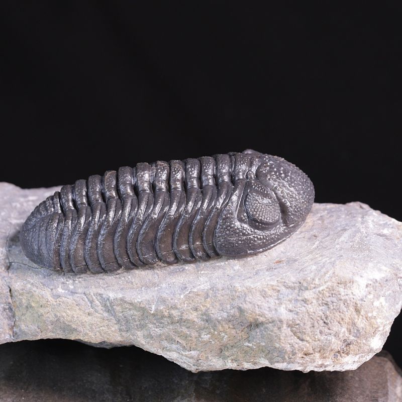Trilobitt (Morocops ovatus)