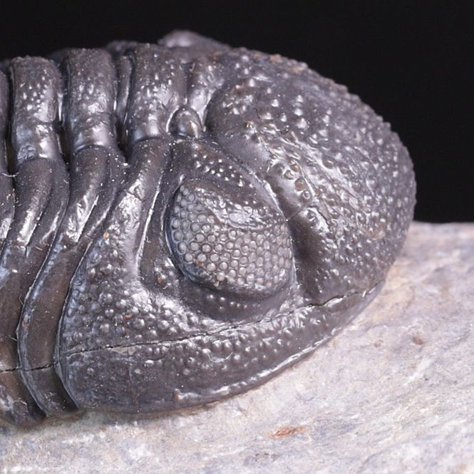 Hovedbilde Trilobitt (Morocops ovatus)