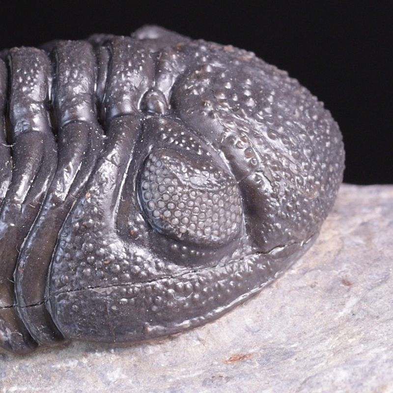 Trilobitt (Morocops ovatus)