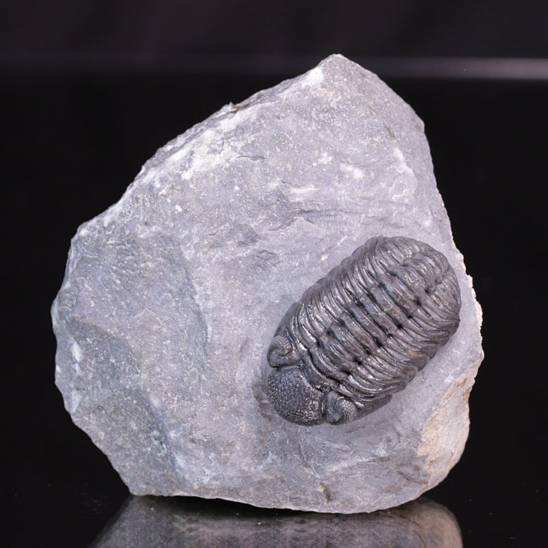  Trilobitt (Adrisiops weugi)