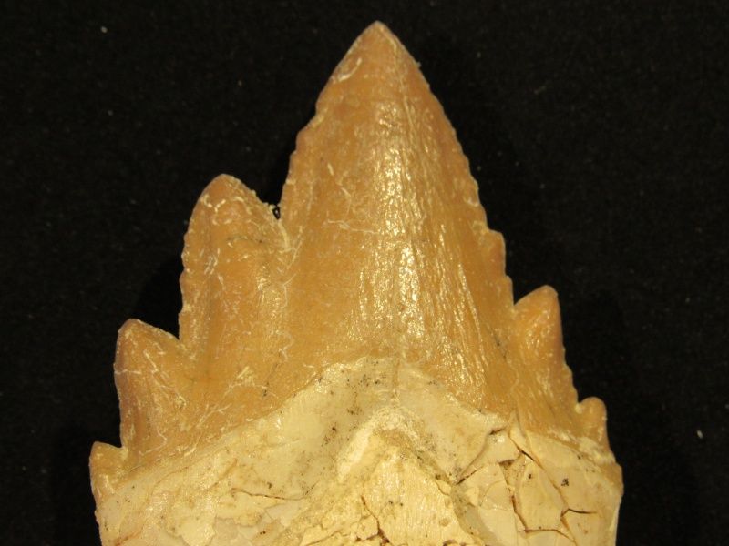 Diger basilosaurus-tann (primitiv hval)