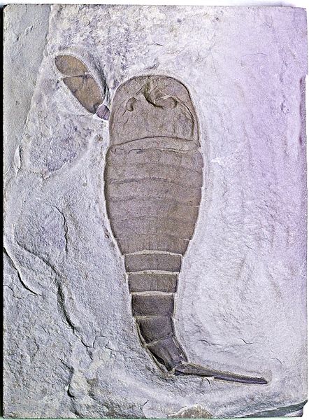 Hovedbilde Fossil sjøskorpion (Eurypterus remipes)
