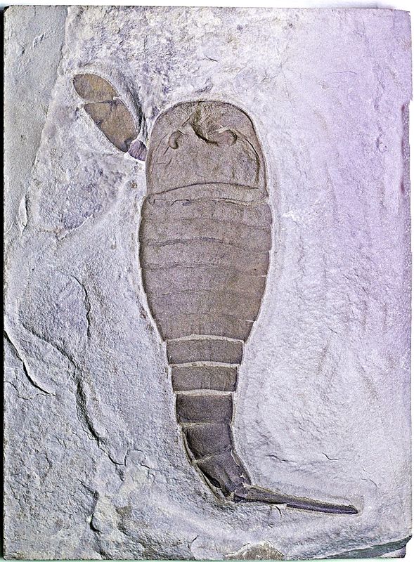 Fossil sjøskorpion (Eurypterus remipes)