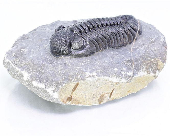 Hovedbilde  Trilobitt (Adrisiops weugi)