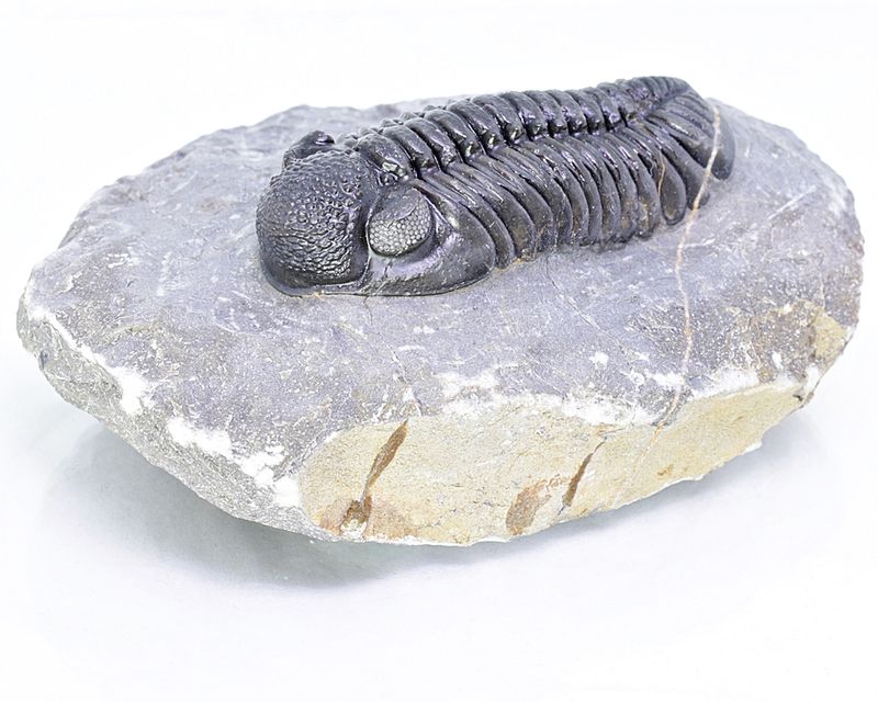  Trilobitt (Adrisiops weugi)