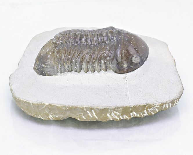 Hovedbilde  Trilobitt (Struveaspis struve)