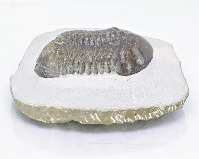  Trilobitt (Struveaspis struve)