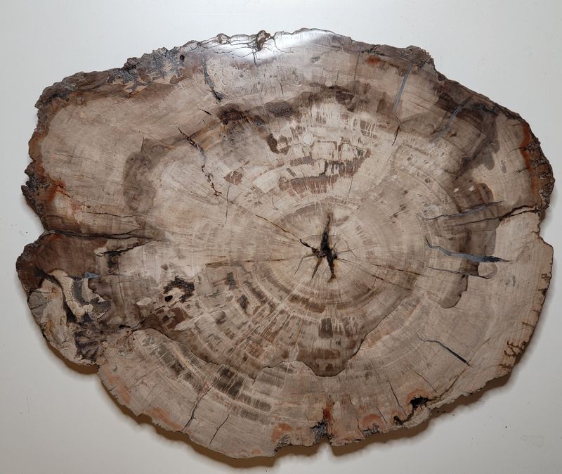 Skive av fossilt tre, Madagaskar (41 cm), ca. 225 mill. år