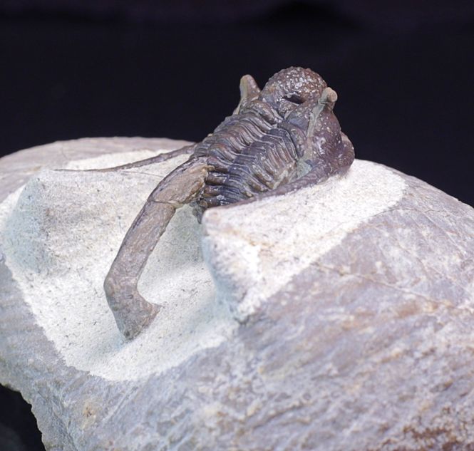 Hovedbilde Trilobitt (Cyphaspis eberhardiei)