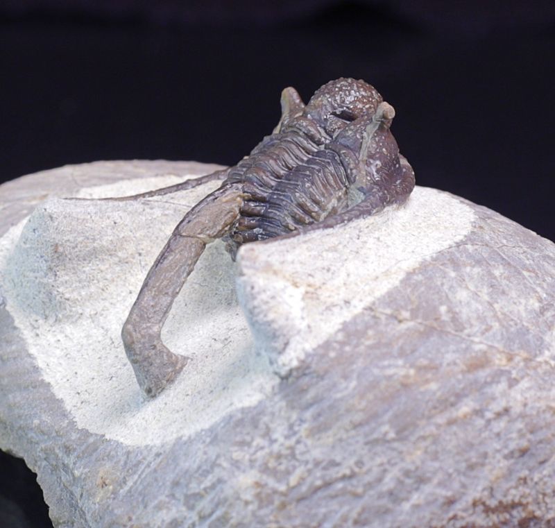 Trilobitt (Cyphaspis eberhardiei)