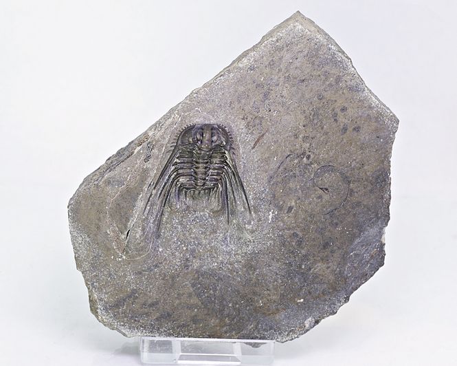 Hovedbilde Trilobitt (Leonaspis sp.)