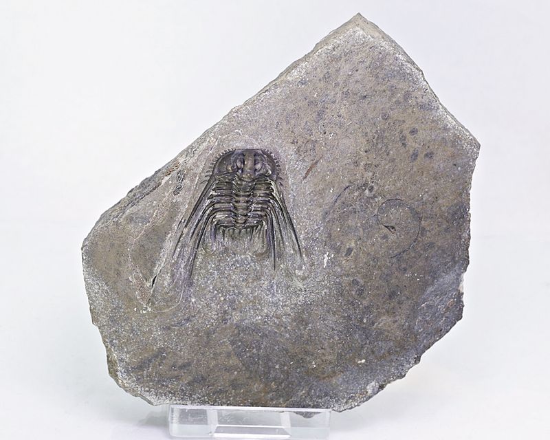 Trilobitt (Leonaspis sp.)