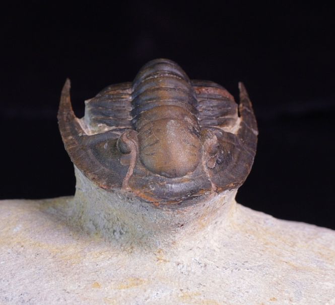 Hovedbilde Trilobitt (Lepidoproetus marachianus)