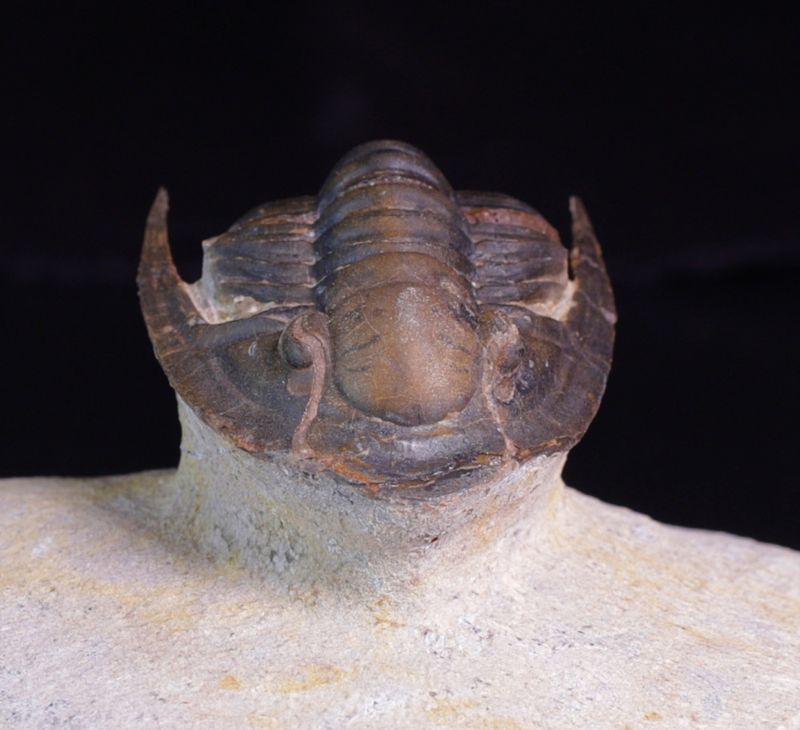 Trilobitt (Lepidoproetus marachianus)