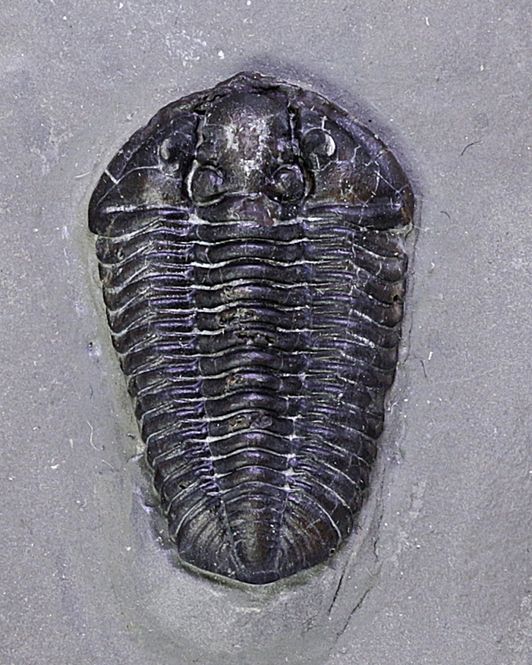 Hovedbilde Trilobitt (Calymene niagarensis)