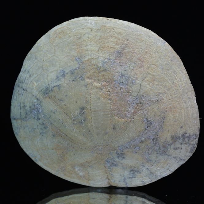 Hovedbilde Fossil kråkebolle/sjøpinnsvin (Dendraster gibsii)