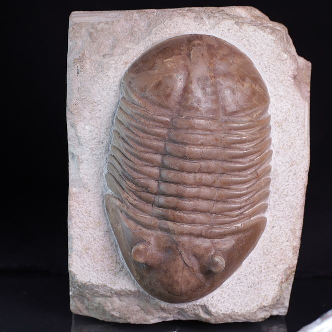 Hovedbilde Trilobitt (Asaphus latus)