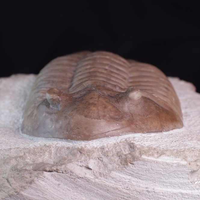 Hovedbilde Trilobitt (Asaphus latus)