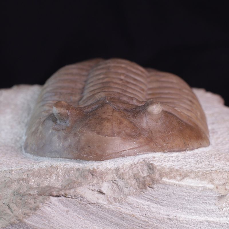 Trilobitt (Asaphus latus)