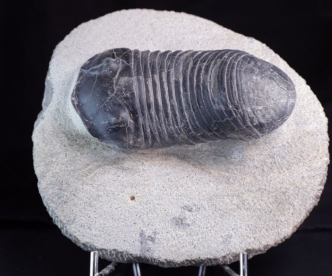 Hovedbilde Trilobitt (Wendorfia plana)