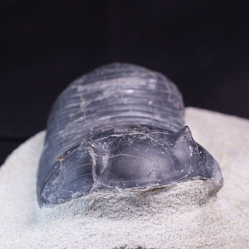 Trilobitt (Wendorfia plana)