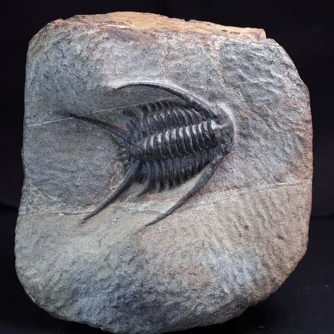 Hovedbilde Trilobitt (Chlustinia keyserlingi)