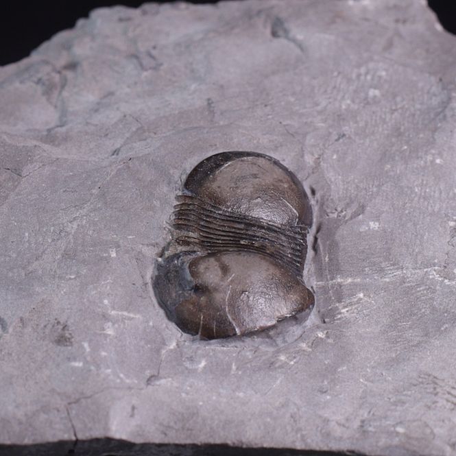 Hovedbilde Trilobitt (Bumastus ioxus)