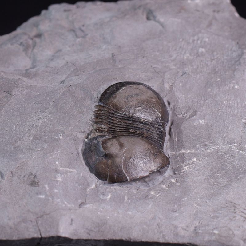Trilobitt (Bumastus ioxus)