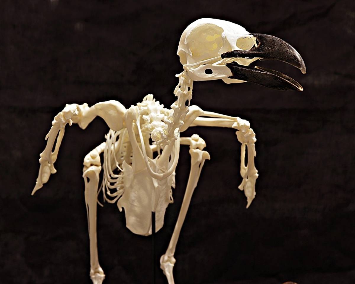 Skjelett av ravn (Corvus corax) med sauehorn
