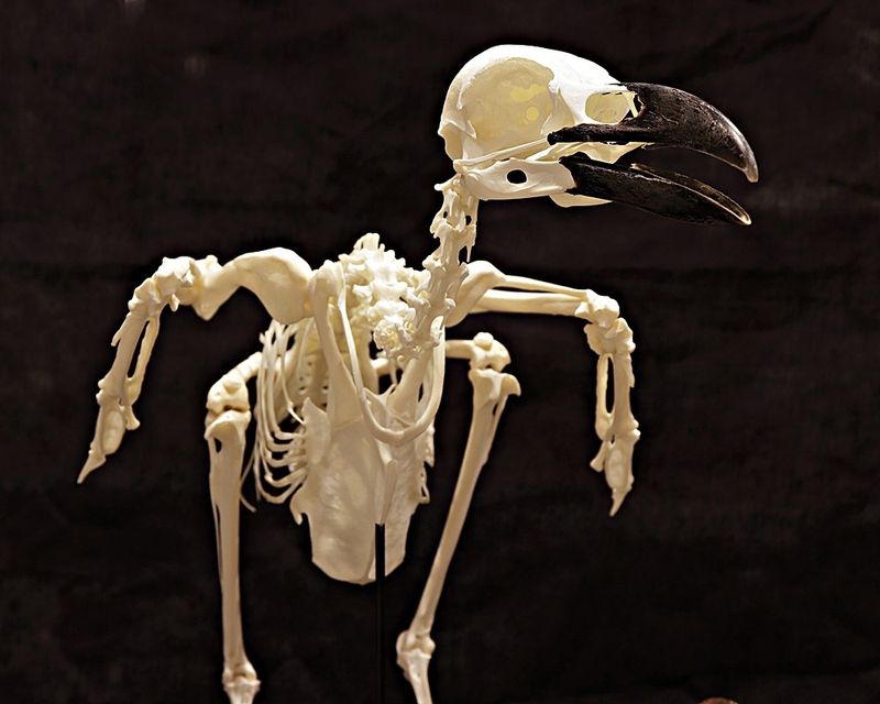 Skjelett av ravn (Corvus corax) med sauehorn