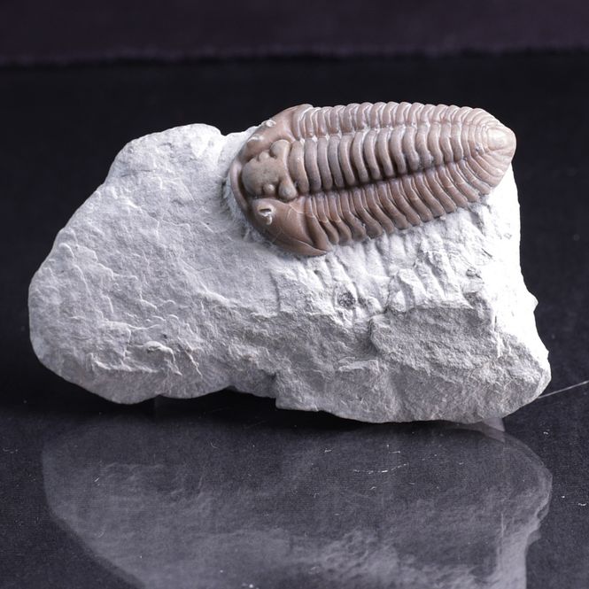 Hovedbilde Trilobitt (Flexicalymene retrosa) Ohio