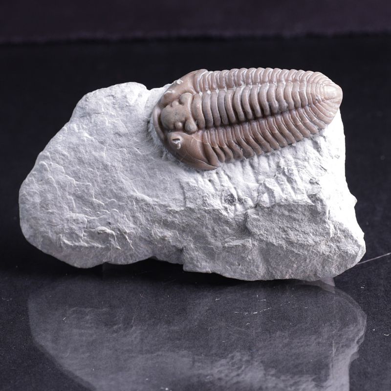 Trilobitt (Flexicalymene retrosa) Ohio
