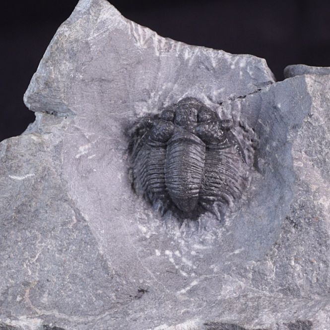 Hovedbilde Trilobitt (Acanthopyge bassei)