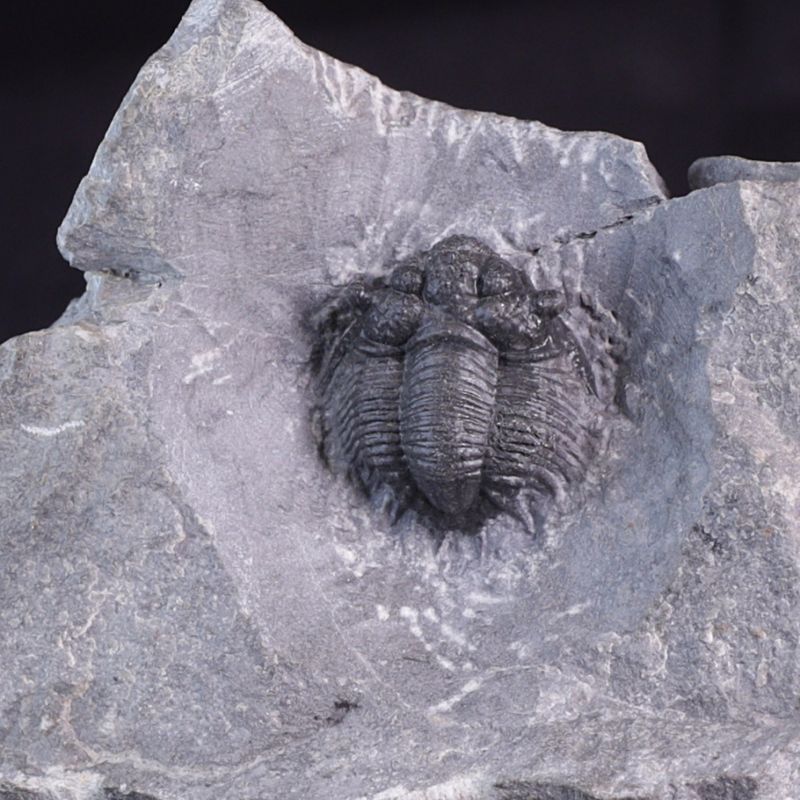 Trilobitt (Acanthopyge bassei)