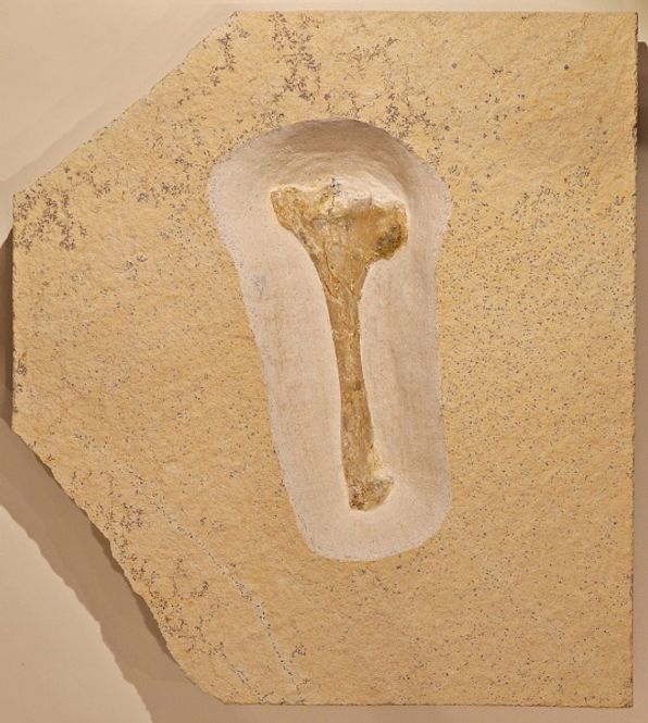 Hovedbilde Flygøgle, overarmsbein (Pterosauria)