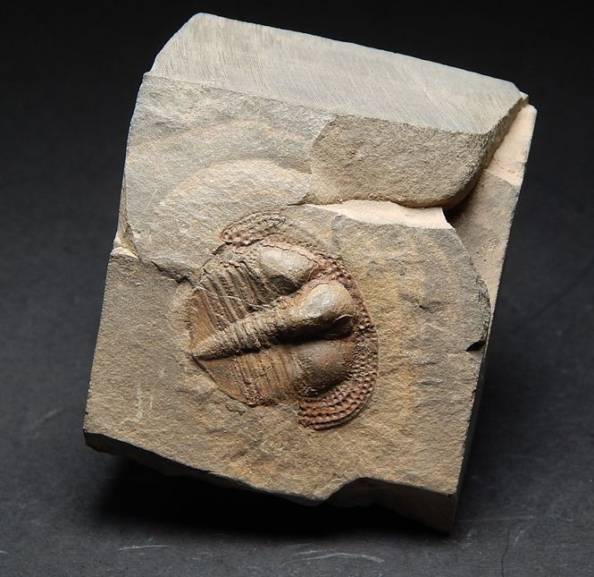 Hovedbilde  Trilobitt (Deanaspis senftenbergi)