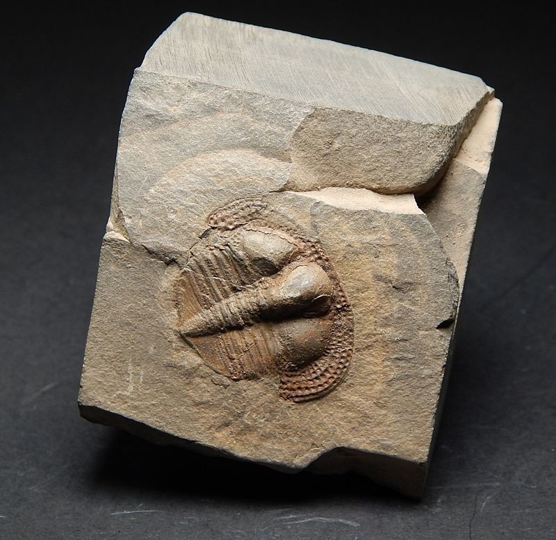  Trilobitt (Deanaspis senftenbergi)