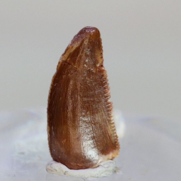 Hovedbilde Uidentifisert rovdinosaurtann (94-101 mill år)