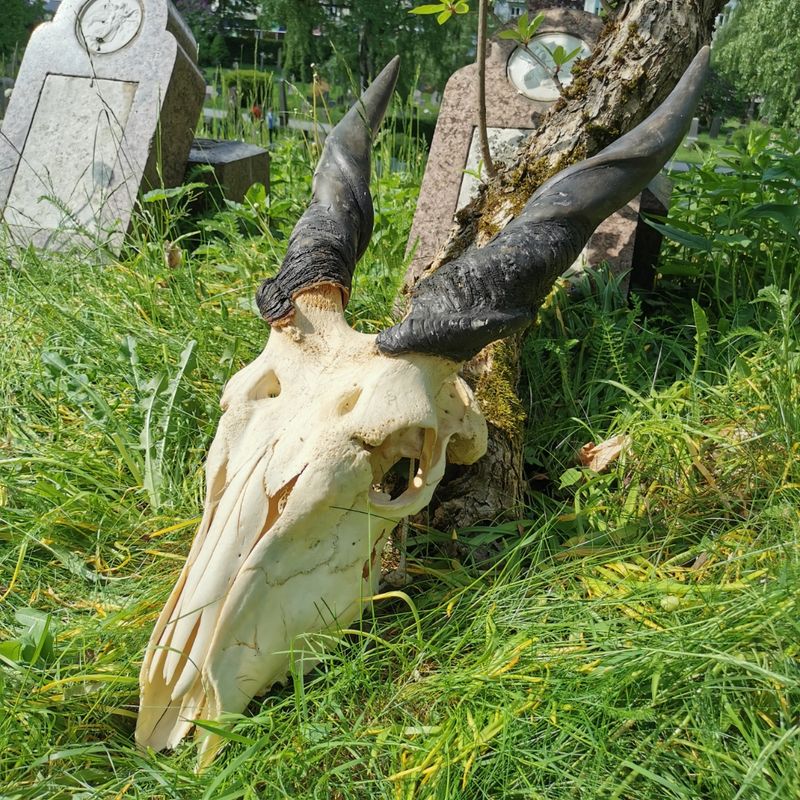 Eland, skalle med horn (Taurotragus oryx)