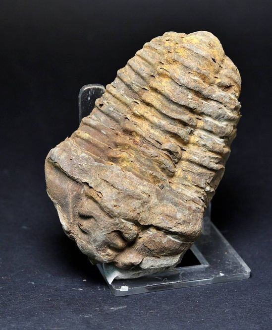 Hovedbilde Trilobitt (Neseuretus tristani), 7-8 cm