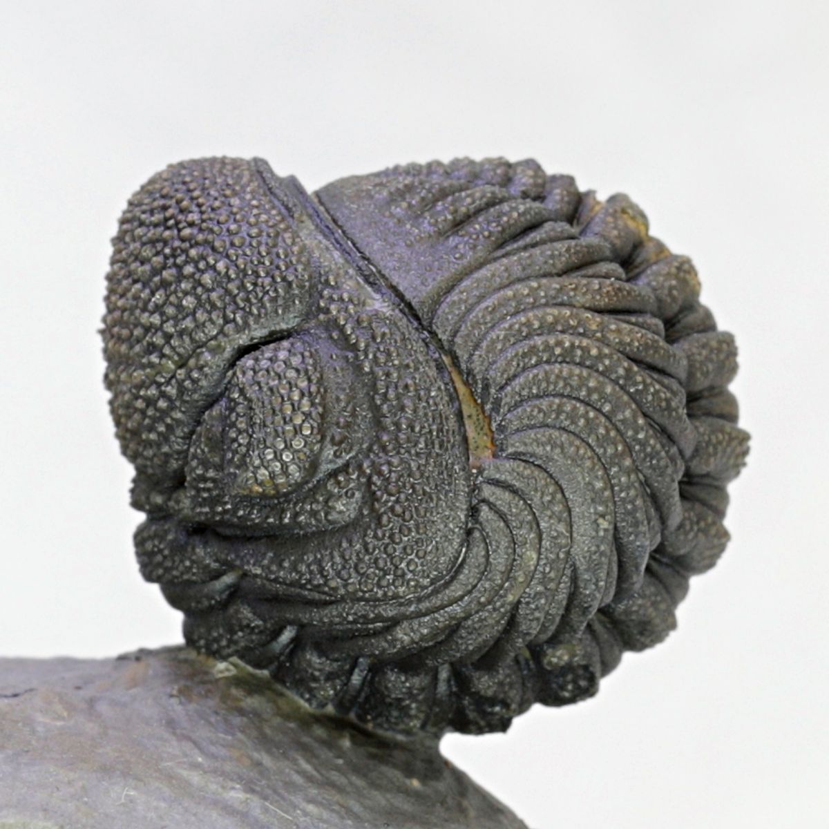 SOLGT! Trilobitt (Morocops sp.), sammenrullet