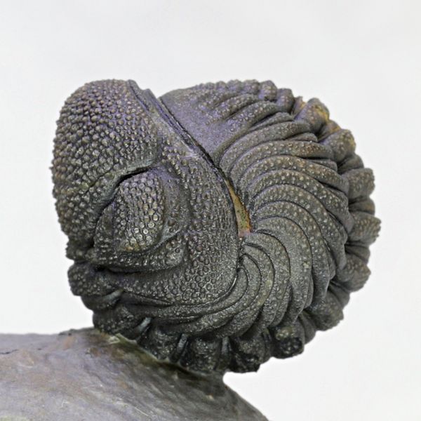 Hovedbilde SOLGT! Trilobitt (Morocops sp.), sammenrullet