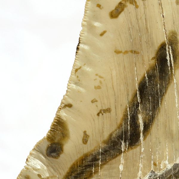 Hovedbilde Megalodon-tann (13,2 cm), South Carolina, USA