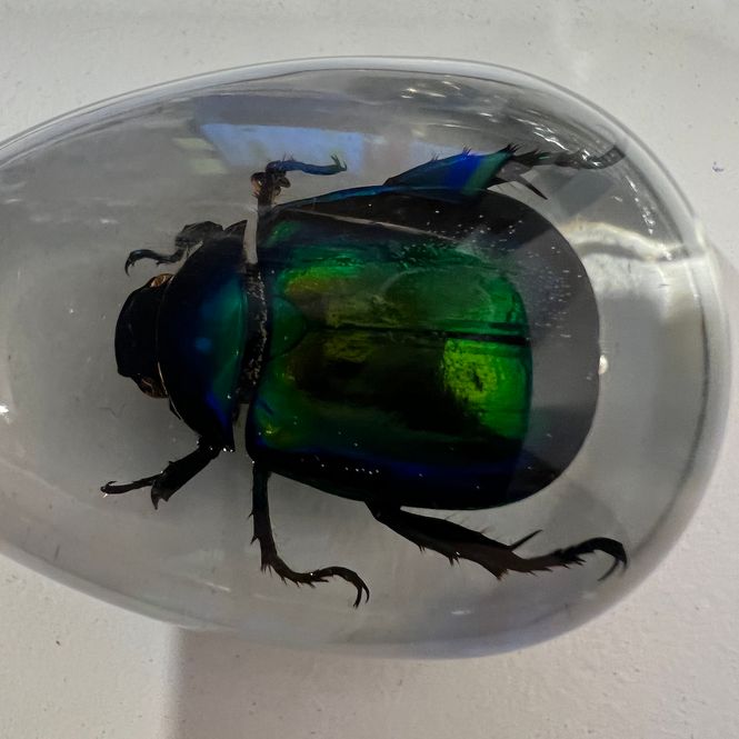 Hovedbilde Nøkkelknippe med grønnglinsende tordivel (Scarabaeidae sp.) 