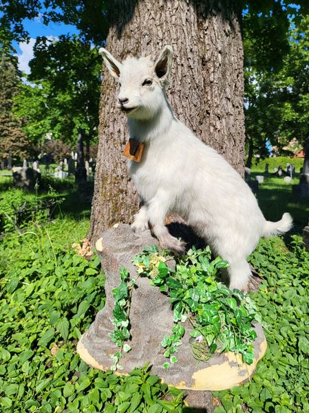 Hovedbilde Utstoppet geitekilling (Capra hircus)