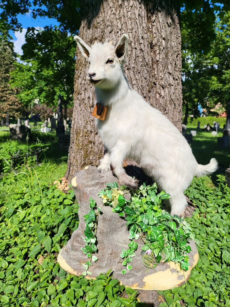 Utstoppet geitekilling (Capra hircus)