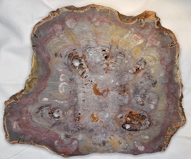 Hovedbilde Skive av fossil frøbregne (Rhexoxylon sp.), Zimbabwe