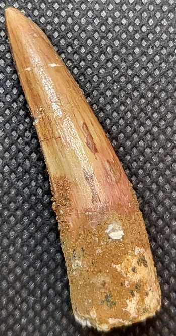 Hovedbilde Spinosaurustann (4,7 cm)