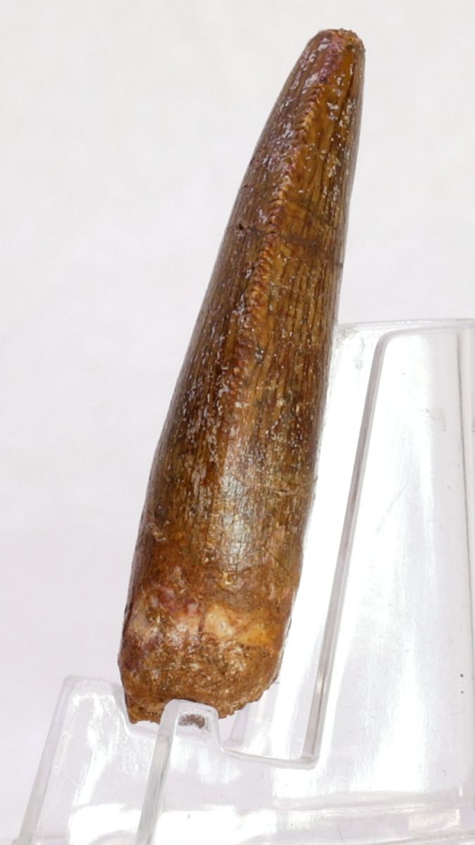 Carcharodontosaurus-tann, 5,1 cm
