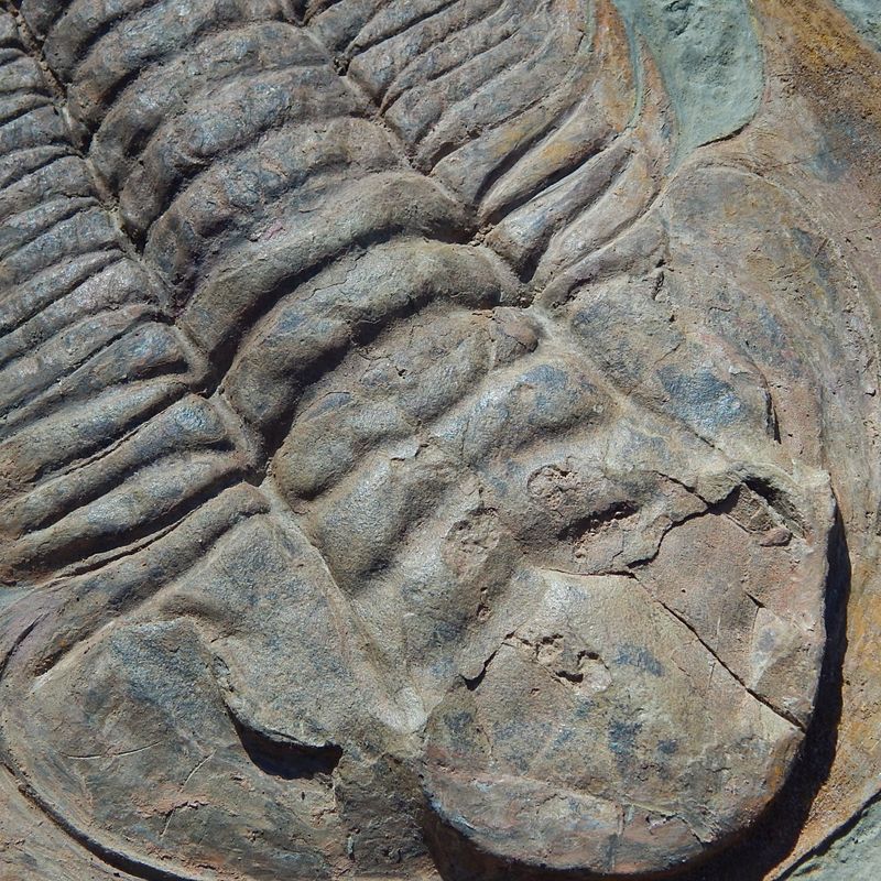Kjempetrilobitt (Acaparadoxides briareus)